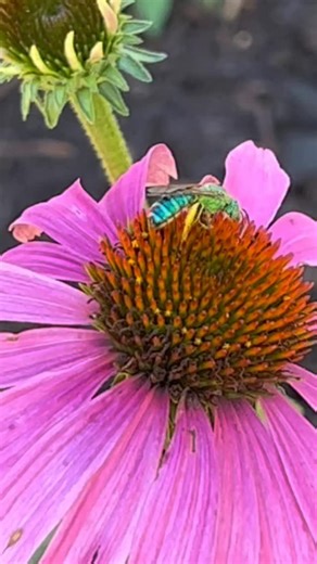 Emerald orchid bee #bees #nativebees #emeraldbee #andrethefarmer | Andre The Farmer