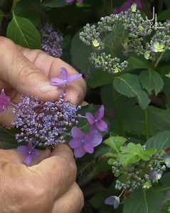 On connaît tous les Hydrangea macrophylla à la floraison en boule ou en demi-sphère. Francis Peeters nous présente l'Hydrangea serrata 'Kaikyô' dont la fleur est en plateau et bicolore. | Jardins et Loisirs - RTBF