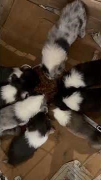 We have AKC registered Rough-Collie puppies in Oklahoma for adoption. Call or text 405-990-9920.