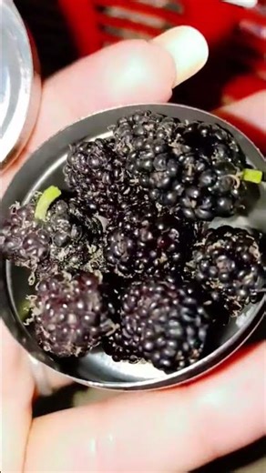 Mini lunch box for laddu Gopal Ji Radhey Radhey ♥️