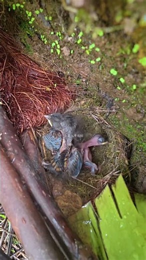 Cuckoo pushes the chick out, then claims the nest!杜鹃鸟把小鸟推出鸟窝，自己回到鸟窝里