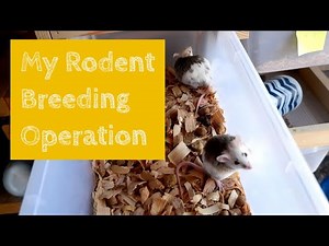 How I Breed My ASF Rats and Other Rodents - Rat house tour