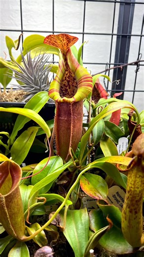 Jeffrey Sondin-Kung on Instagram: "Nepenthes spathulata x (burbidgeae x edwardsiana) BE-3978 Now fully opened with its latest pitcher. It will continue to darken into dark red stripes. 🌿 If you’d like 10% off at California Carnivores, just enter Pinecone in the promo field at checkout! Easy peasy! 🌿 I’m now an affiliate of AC Infinity! Get 10% off any products from AC Infinity by using my code, Pinecone. Please do not share my code with any online coupon sites. Thanks. https://acinfinity.com �