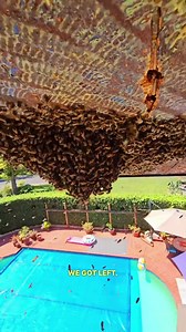 See the Shocking Size of This Hidden Beehive Removal