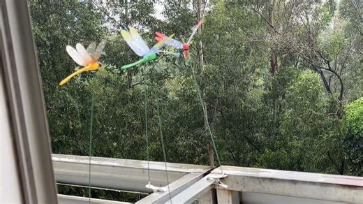 Watch Fake Dragonfly Clips on Amazon Live