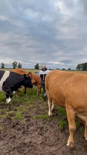 Feeding the calves with these lot is a nightmare #cowgirl #cowlover #cow #pets 🥰 | Cow Girl Sim