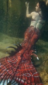 A red siren in the water 🖤❤️ Here's a video of Mermaid Krimzon grabbing onto the side of a breakwall underwater. Perhaps she's waiting for a snack? 👀 Please enjoy this short video of my red mermaid chilling in the water attempting to not look suspicious 😉 #themagiccrafter #mermaid #professionalmermaid #mermaidkrimzon #michiganmermaid | The Magic Crafter