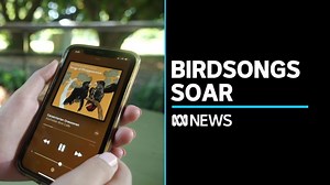 Album of Australian birdsongs soars in the charts