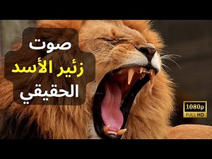 The Most Powerful Lion Roar Ever | Hear the King of the Jungle in HD! 🔊🦁