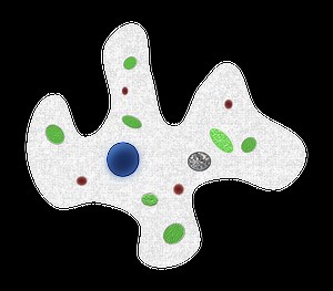 How To Culture Amoeba? - (Preparation of Amoeba Culture) - (ONLY ZOOLOGY)