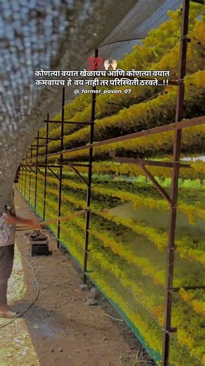 #farming #शेतकरी #trending #graps #love #shetkari