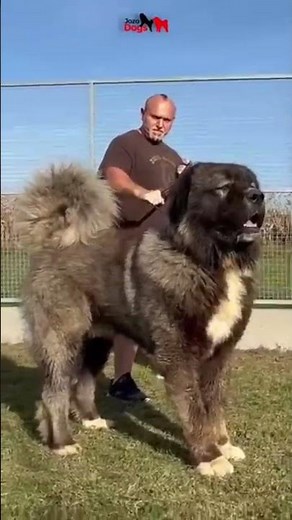 World’s Most Powerful Guard Dog 🐕🔥 | Caucasian Shepherd #germanshepheard