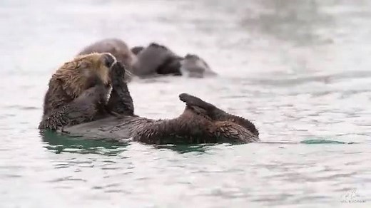 Sea otters make some of the silliest faces while grooming. I could watch them all day 😄 Credit: https://www.instagram.com/nealblackman/ | Otter