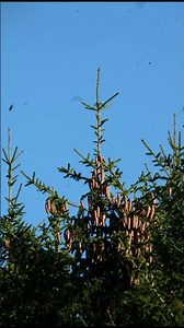 El arbol solitario #curiosidad #naturaleza #biologia #humanidad #arboles #soledad #triste #short