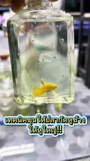 Techniques for raising beautiful Elephant Ear Betta fish #GoldenEarBetta #EarBetta #OrnamentalFis...