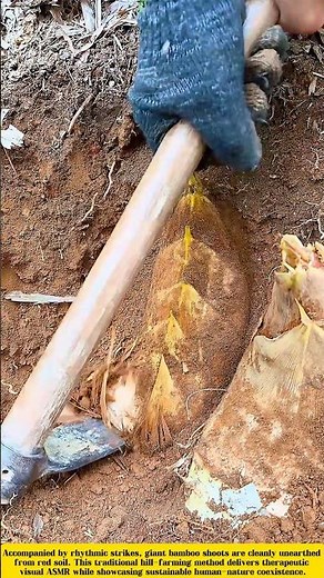 Technique of Harvesting Giant Bamboo Shoots Without Damaging the Soil