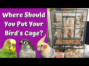 Where Should You Put Your Bird's Cage? | BirdNerdSophie