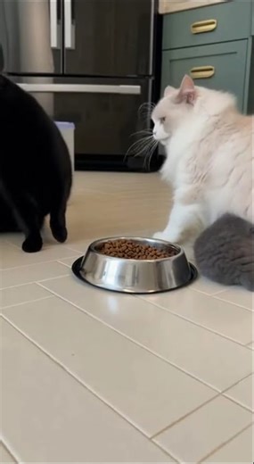 Hero Cat Protects Kitten from Bully! (Epic Mealtime Slap Fight)