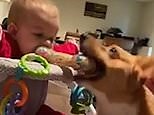 Ellie the Corgi steals her toy back from baby Aria