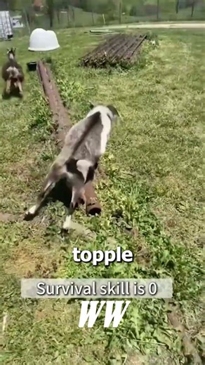 Why Goats Suddenly Collapse