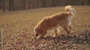 Dog sniffs ground then pees on logs. Golden retriever marks territory by urinating on pile of branches laying on ground in forest meadow with warm evening light.