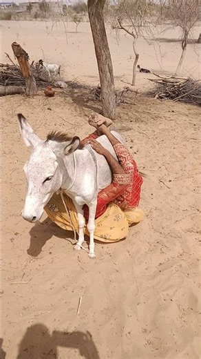 لحظة جميلة جمعت بين الفتاة وحمارها وسط أجواء القرية الهادئة، في مشهد مليء بالبساطة والود. 🫏❤️🌾