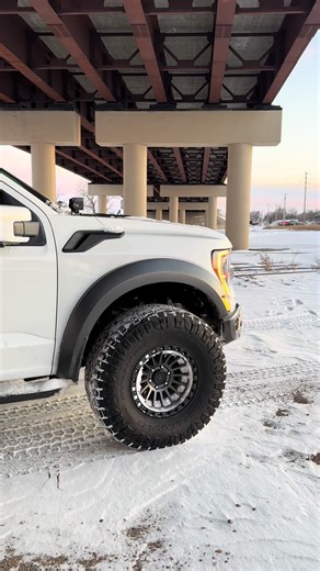 Good morning BANs #raptor #fyp #parati