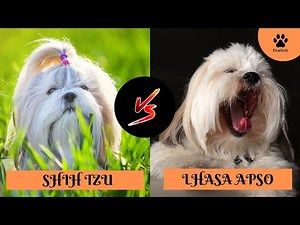 SHIH TZU VS LHASA APSO Which Breed is Better?
