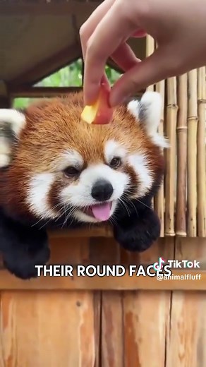The Adorable Red Panda: Nature's Cutest Creature