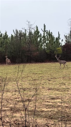 #game #nature #hunting #deer #foryoupage | Hunting Games