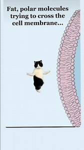 Polar and Nonpolar molecules transport