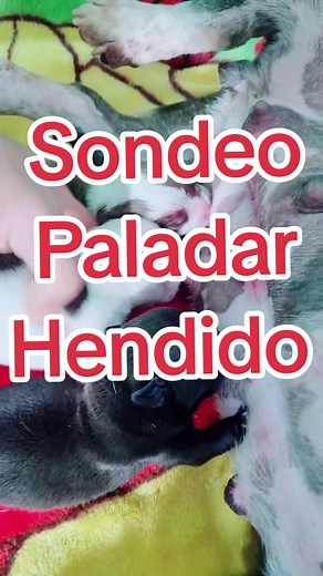 Caring for Puppies with Cleft Palate