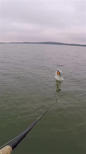 Field & Stream on Instagram: ""Musky lures are so important because, well, muskies are moody. Without a doubt, it’s this fish’s temperamental disposition that makes them so frustrating to fish for, even for the most passionate musky hunter. You know they’re there, lurking; most likely watching your swim past without even showing a twitch of interest. Fortunately, the best musky lures can help tip the odds in your favor." Lures are everything 🤝 🎥: @todaysangler #TheLegendLives #MuskyFishing #Mu