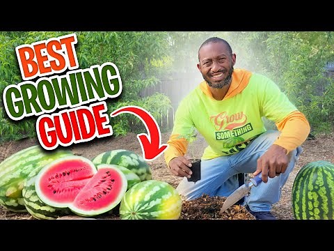 How to Grow Watermelon?