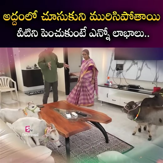 1.4M views · 10K reactions | అద్దంలో చూసుకుని మురిసిపోతాయి వీటిని పెంచుకుంటే ఎన్నో లాభాలు..| |SumanTV #cows #mirror #telugu #latest #smallcows #Punganur #sumantvlatest | Sumantv Latest | Facebook