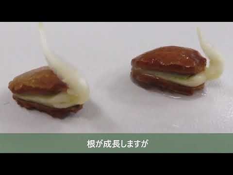 ゴーヤの発芽方法