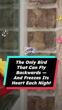 Hummingbird Facts: The Only Bird That Flies Backwards and Freezes Its Own Heart at Night