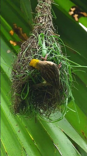 Weaver Bird Build New Home 236#birds