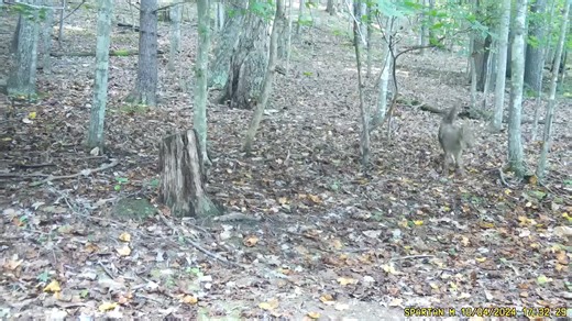 1.8M views · 9.4K reactions | Whitetail Deer fights off predators 歷 #spartancamera #deerhunting #trailcamera #outdoors | Spartan Camera | Facebook