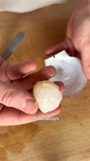 Ben Maxwell on Instagram: "How to Open Live Sea Scallops 🐚🐚🐚 1) Give your scallops a rinse to remove any dirt and grime on the outside of the shell. 2) Find an offset spatula (my preferred tool), a thin-edged spoon or a pairing knife. 3) A scallop has a top shell which is more round, and a bottom shell which is flatter. Determine which is which! 4) The opening between the shells will be the largest right beside the hinge, wedge your tool into this small opening and open your scallop slightly 
