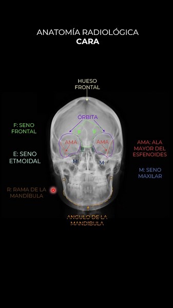 Anatomía Radiológica de la Cara: Descripción Detallada