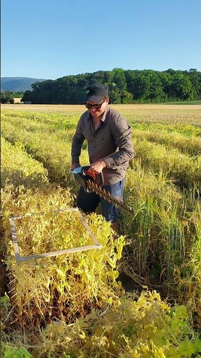 Biomasse-Messungen / mesure de biomasse #Agrarforschung #RechercheAgronomique #fieldwork #Agroscope