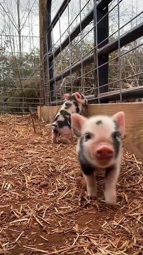 #pigtok #farmtok #piglets