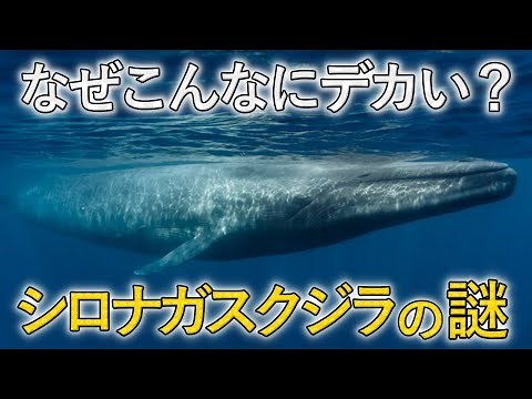 心臓の重さ180kg！地球上でもっとも巨大な生物「シロナガスクジラ」の生態を解説