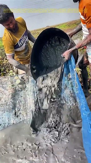 Transferring the Catch: How Fishermen Ensure Freshness and Quantity