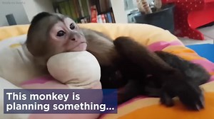 Monkey rudely flips over cat's tablet