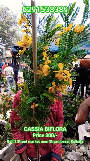 Wonderful Cassia Biflora with Price #shorts #price