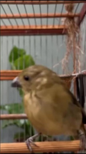 O MELHOR CANTO DE COLEIRO TUI TUI ZEL ZEL POR 10 HORAS