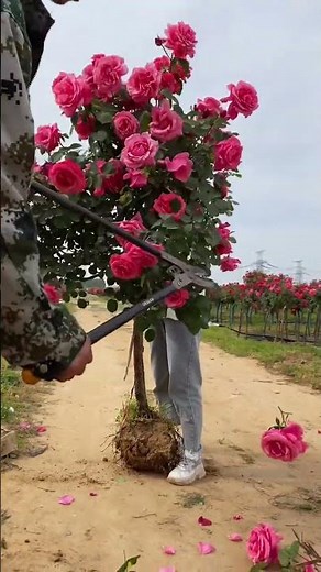 Reviving Nature: Growing Beautiful Roses on Tree Stumps