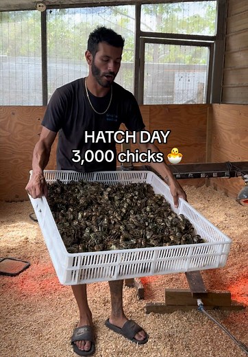 Hatch Day: Raising 3,000 Quail & Chicks from the Incubator
